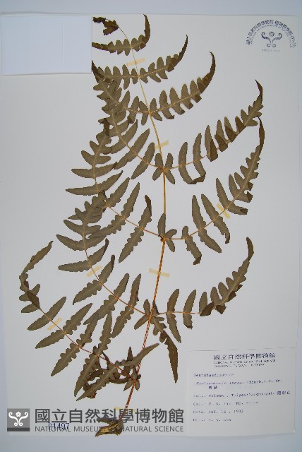 栗蕨藏品圖，第1張