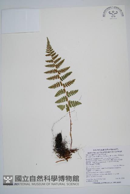 鋸齒葉鱗毛蕨藏品圖，第1張