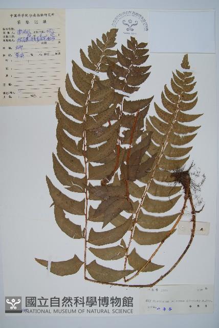 鐮羽貫眾藏品圖，第1張