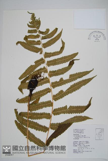 史氏鱗毛蕨藏品圖，第1張