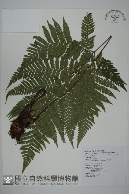 肋毛蕨藏品圖，第1張