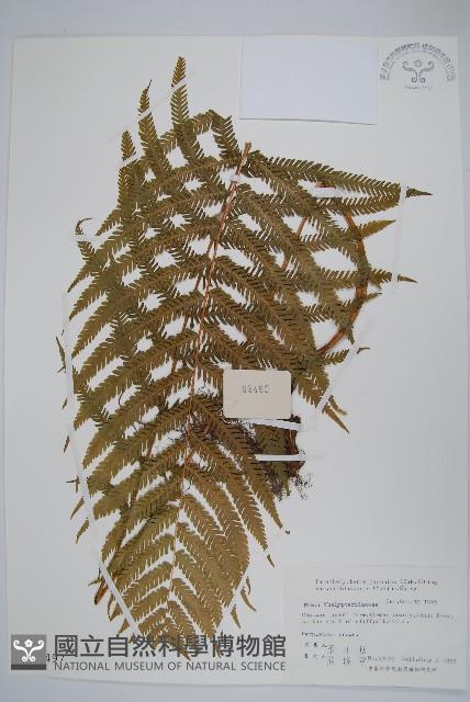 登錄號:P003497藏品圖，第1張