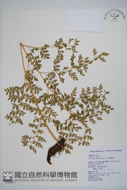 大膜蓋蕨藏品圖，第1張