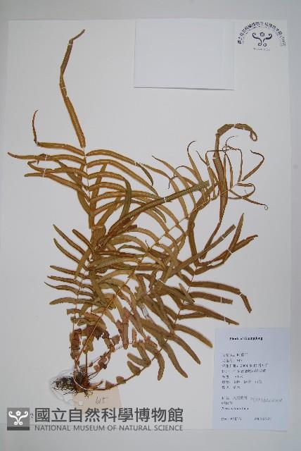 鱗蓋鳳尾蕨藏品圖，第1張