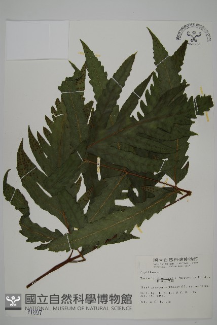 蛇脈三叉蕨藏品圖，第1張
