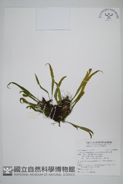 擬芨瓦葦藏品圖，第1張