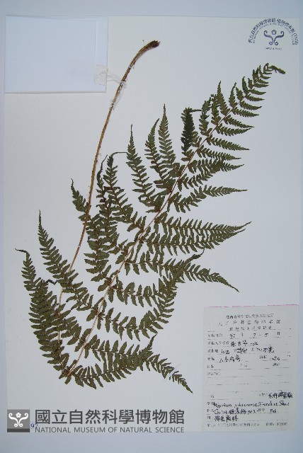 禾稈蹄蓋蕨藏品圖，第1張