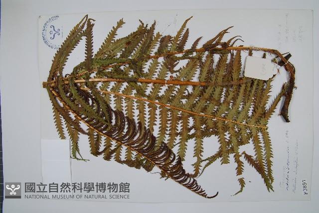 莢果蕨藏品圖，第1張