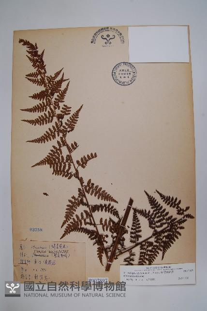 熱帶鱗蓋蕨藏品圖，第1張