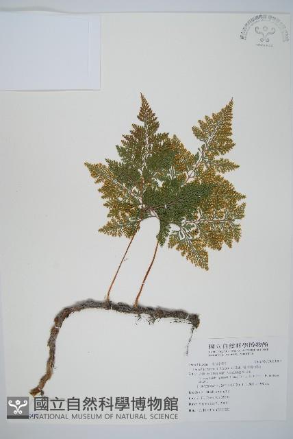 海州骨碎補藏品圖，第1張