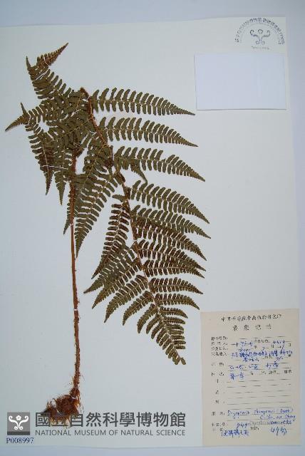 闊鱗鱗毛蕨藏品圖，第1張