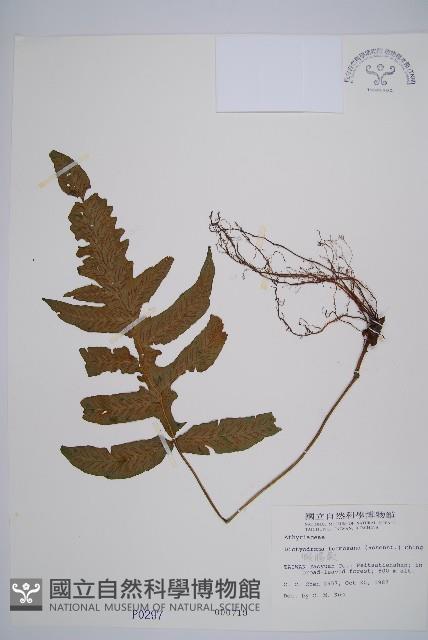 假腸蕨藏品圖，第1張