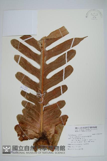 連珠蕨藏品圖，第1張