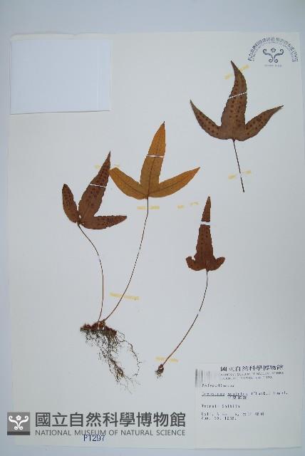 三葉茀蕨藏品圖，第1張