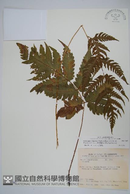 屏東擬肋毛蕨藏品圖，第1張