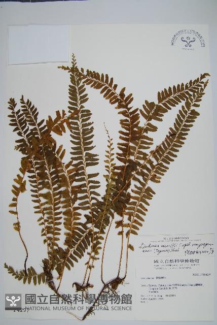 攀緣陵齒蕨、攀緣鱗始蕨藏品圖，第1張