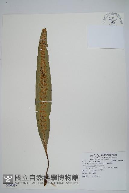 扇蕨藏品圖，第1張