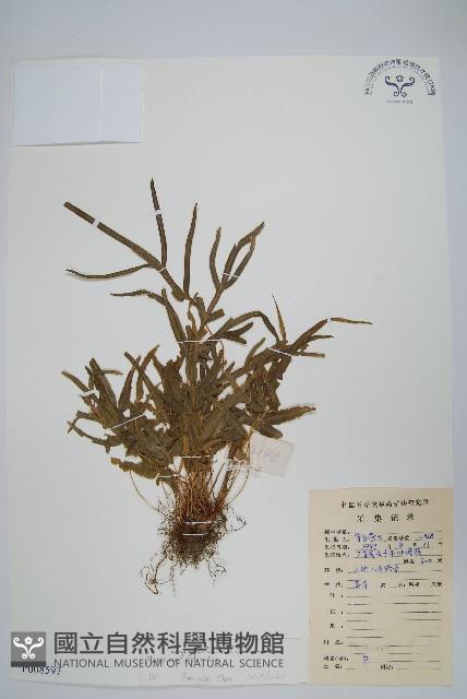 鳳尾蕨藏品圖，第1張