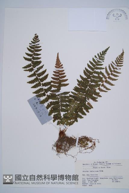 麥稈蹄蓋蕨藏品圖，第1張