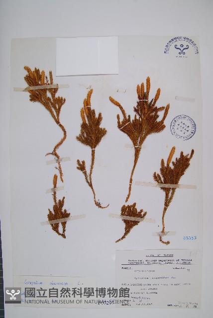 玉柏、玉柏石松藏品圖，第1張