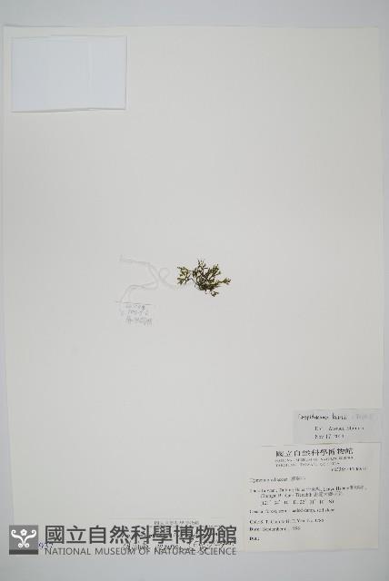 柯氏假脈蕨、假脈蕨藏品圖，第1張