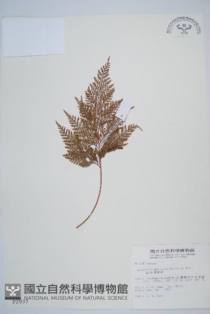 海州骨碎補藏品圖，第1張