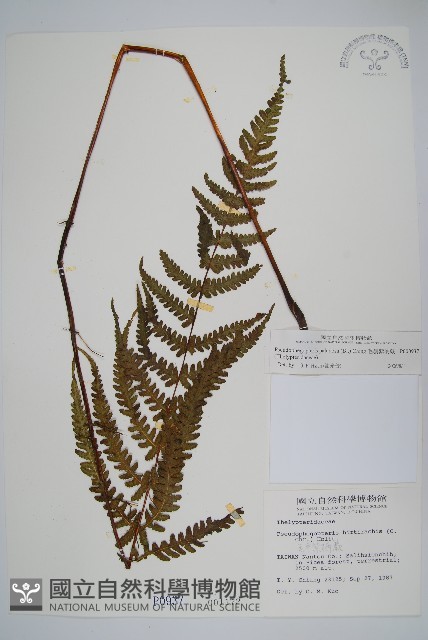 毛囊紫柄蕨藏品圖，第1張