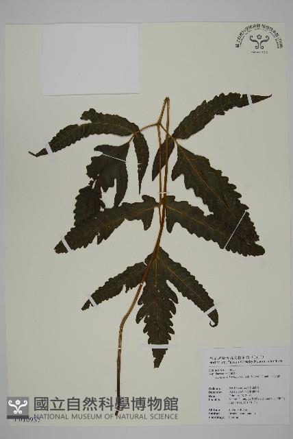 三叉蕨藏品圖，第1張