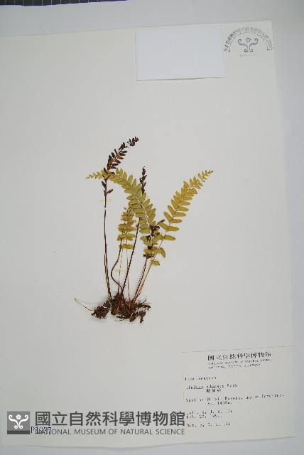 陵齒蕨、鱗始蕨藏品圖，第1張