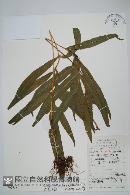 曲邊線蕨藏品圖，第1張