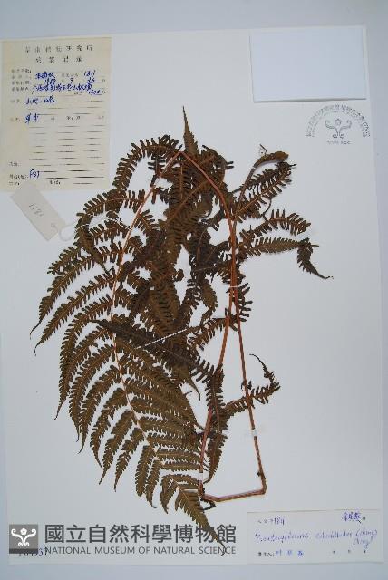 普通假毛蕨藏品圖，第1張