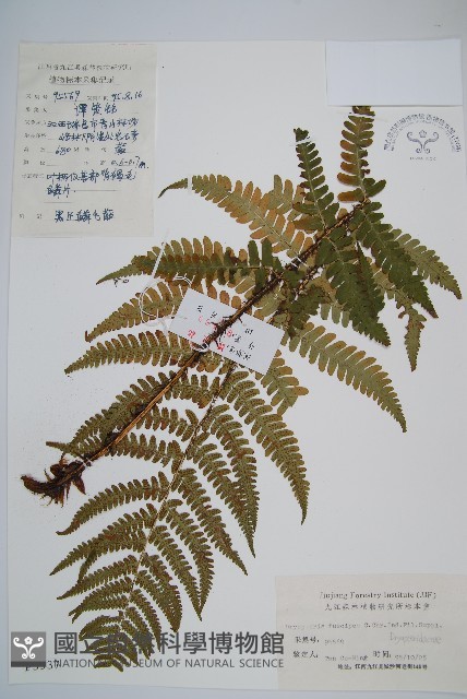 黑足鱗毛蕨藏品圖，第1張