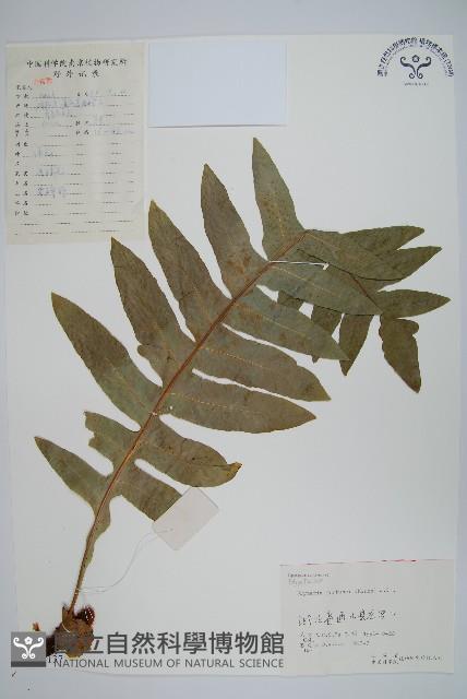槲蕨藏品圖，第1張