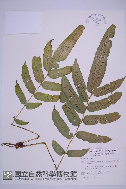 腸蕨藏品圖，第1張