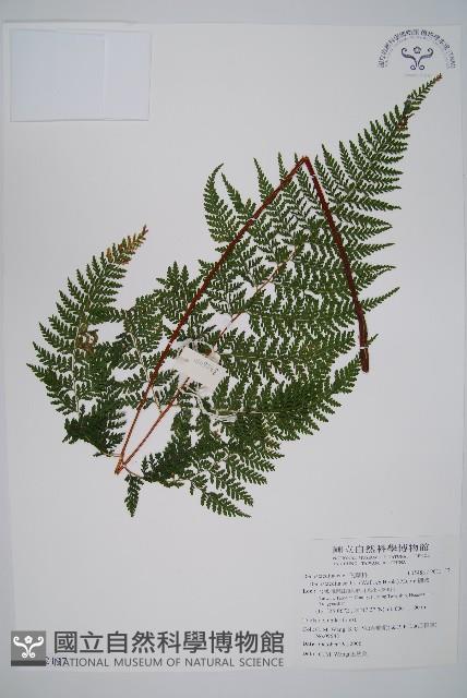 碗蕨藏品圖，第1張