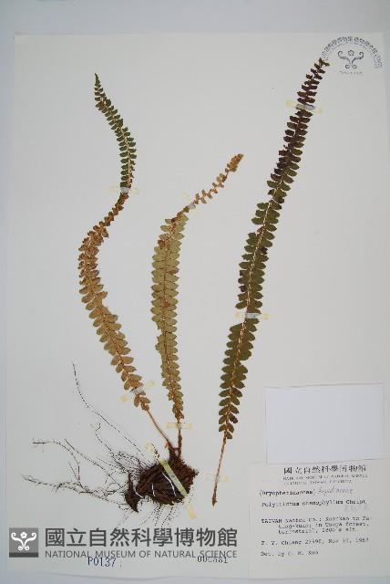 芽胞耳蕨、芽孢耳蕨藏品圖，第1張