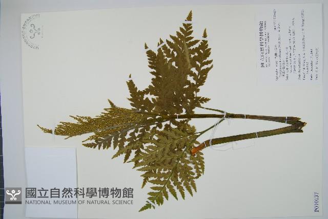 薄葉大陰地蕨藏品圖，第1張