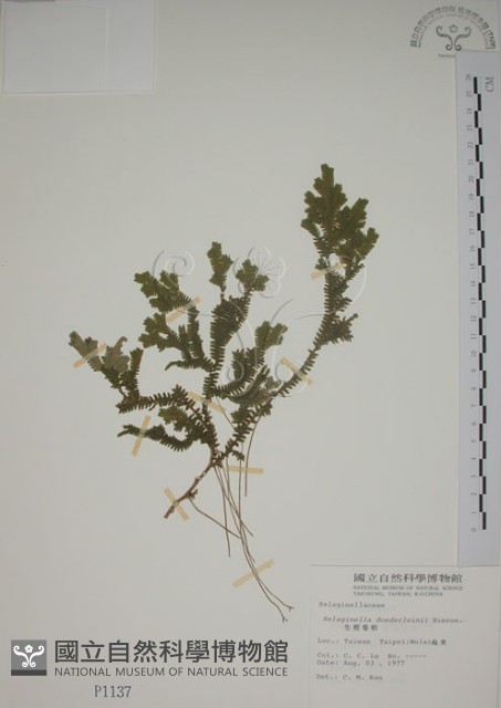 生根卷柏藏品圖，第1張