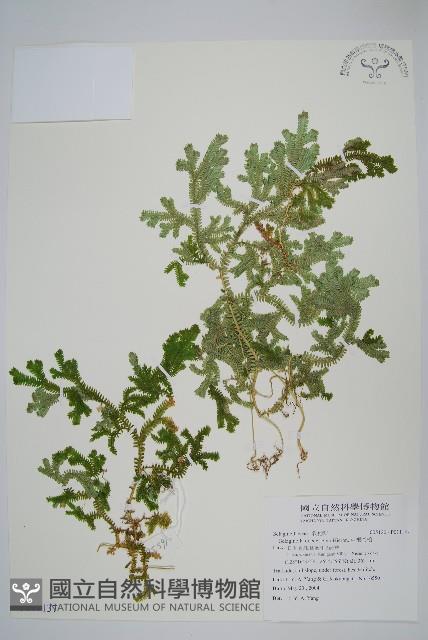 生根卷柏藏品圖，第1張