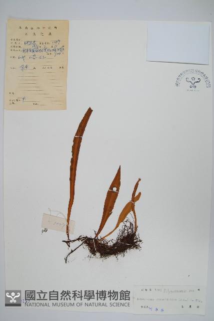 Accession Number:P005137 Collection Image, Figure 1, Total 2 Figures