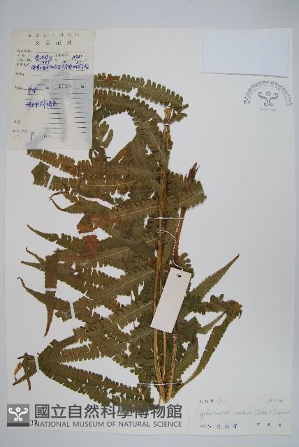 擬毛蕨藏品圖，第1張