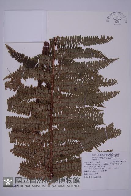 頂囊肋毛蕨藏品圖，第1張