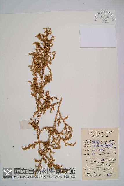 燈龍草藏品圖，第1張