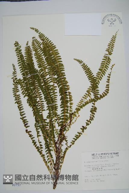 攀緣鱗始蕨藏品圖，第1張