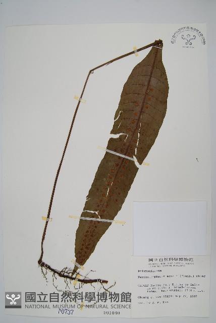 扇蕨藏品圖，第1張