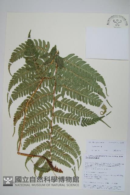 登錄號:P010737藏品圖，第1張