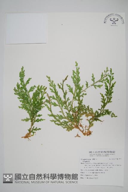 高雄卷柏藏品圖，第1張