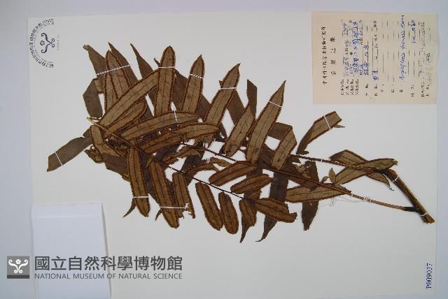 福建蓮座蕨藏品圖，第1張