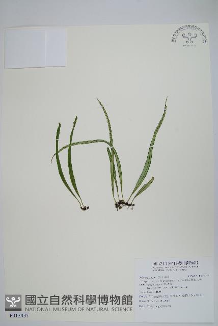 擬芨瓦葦藏品圖，第1張