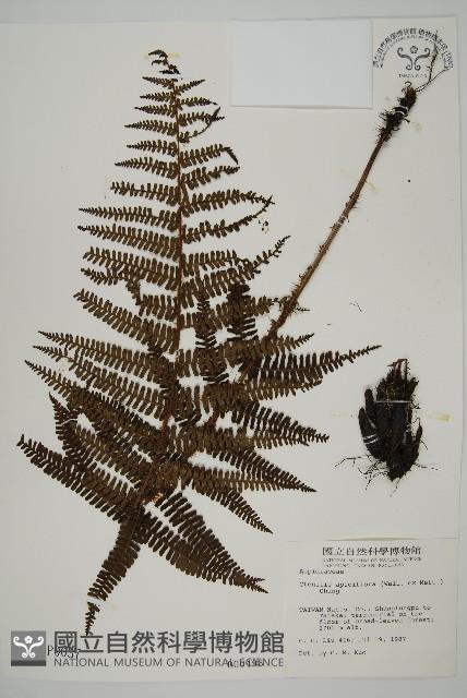 頂囊肋毛蕨藏品圖，第1張